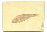 Detailed Fossil Fish (Knightia) - Wyoming #372328-1